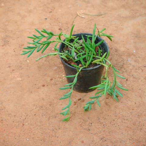 Banana Succulent in 4 Inch Nursery Pot