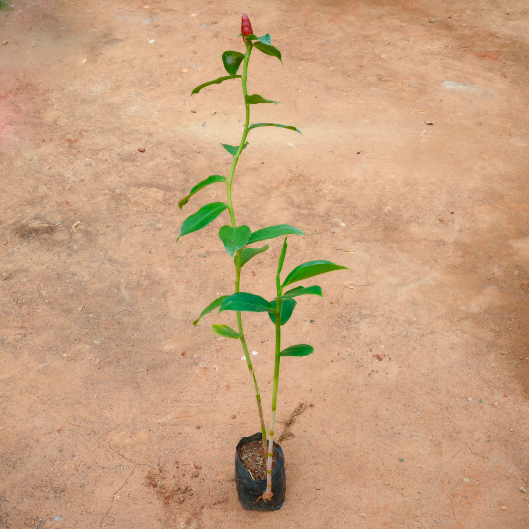 Costus in 4 Inch Nursery Bag