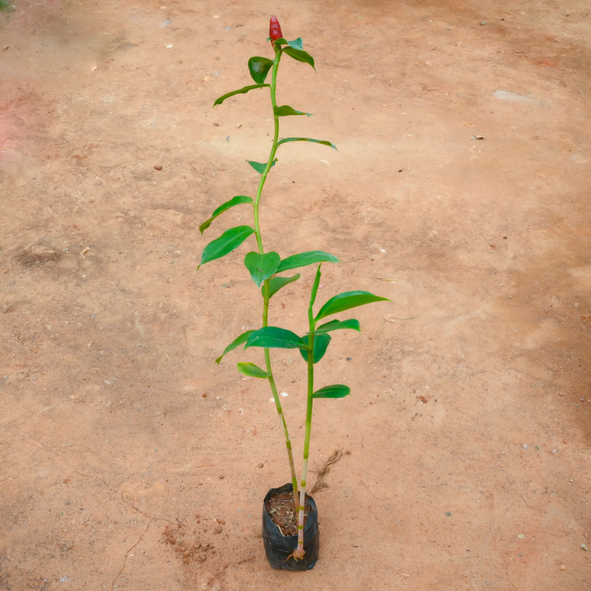 Costus in 4 Inch Nursery Bag
