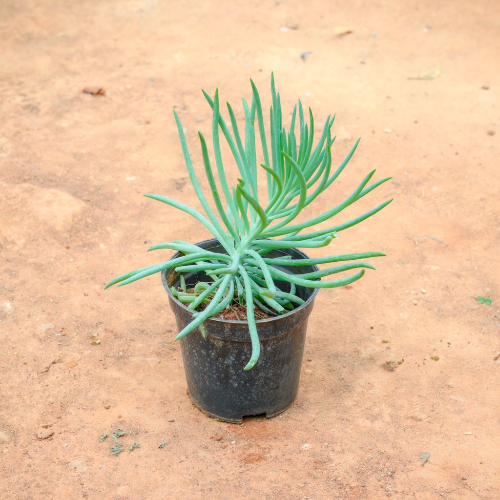 Buy Sedum Mermaid Tail Succulent Green in 4 Inch Nursery Pot Online | Urvann.com Sedum Mermaid Tail Succulent Green in 4 Inch Nursery Pot
