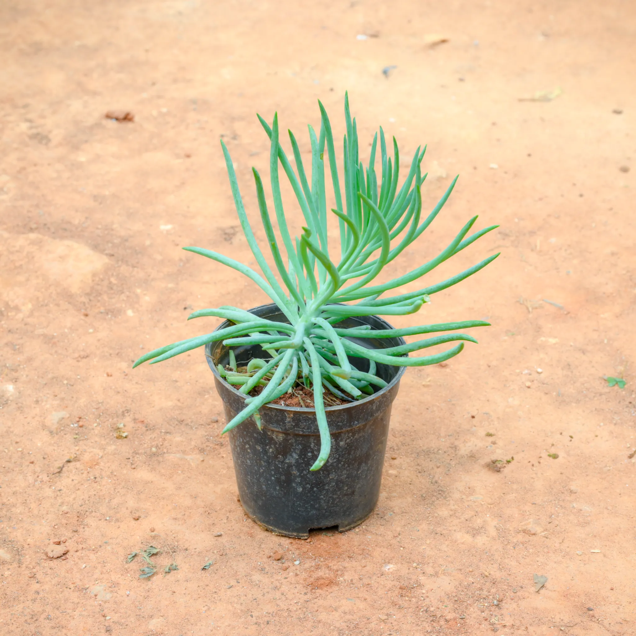 Sedum Mermaid Tail Succulent Green in 4 Inch Nursery Pot
