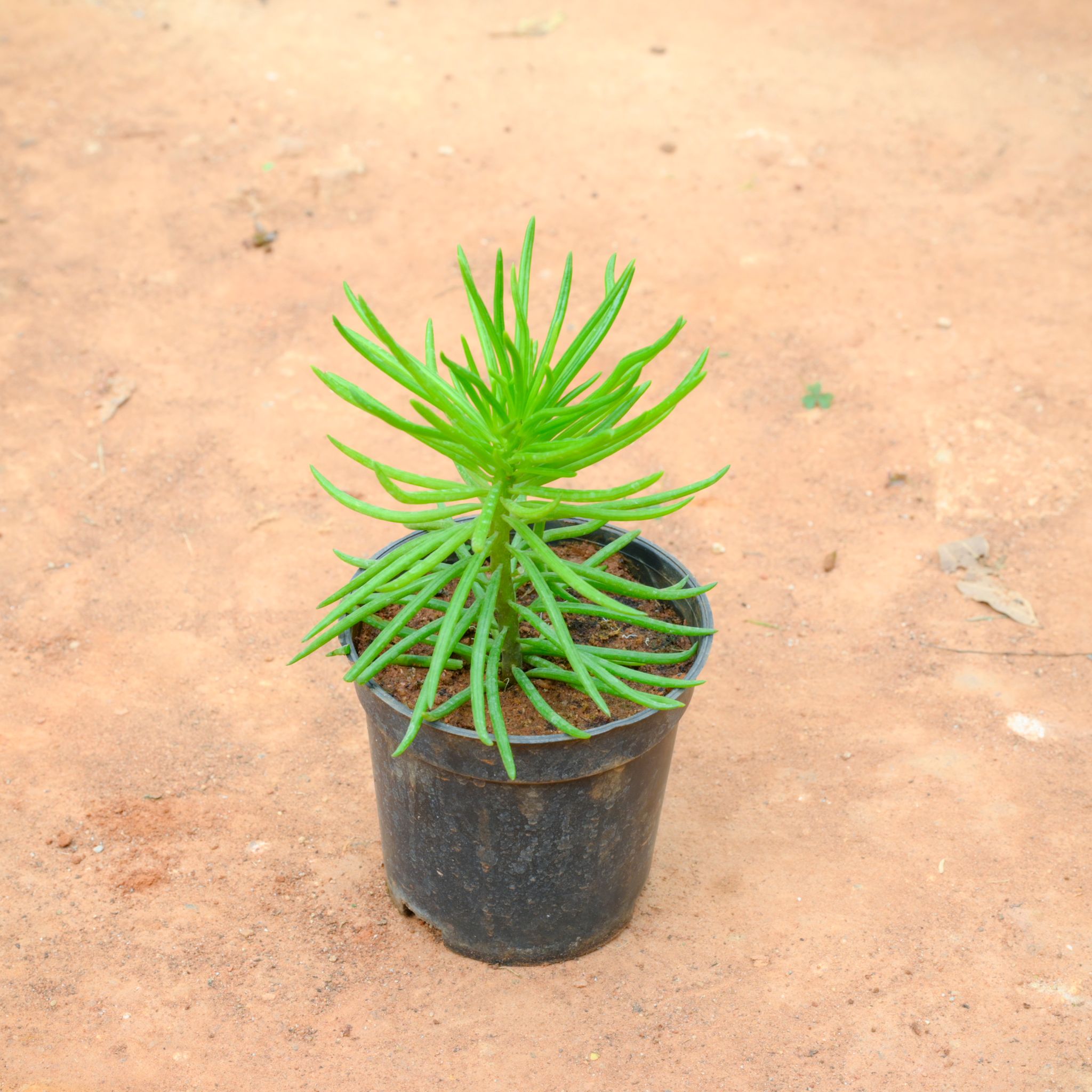 Sedum Mermaid Tail Succulent Yellow in 4 Inch Nursery Pot