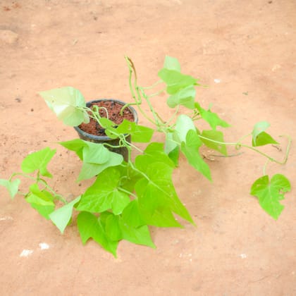Buy Ipomea / Sweet Potato Vine Green in 4 Inch Nursery Pot Online | Urvann.com
