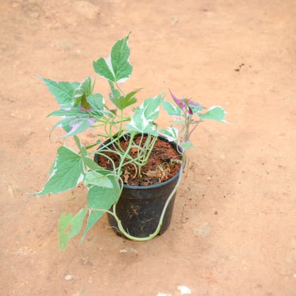 Buy Ipomea / Sweet Potato Vine Pink in 4 Inch Nursery Pot Online | Urvann.com