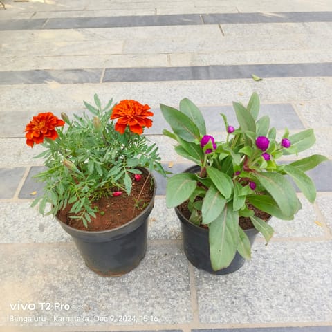 Set Of 2 - Marigold / Genda Red & Gomphrena (Any Colour) in 4 Inch Nursery Pot