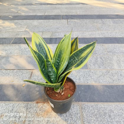 Buy Snake Variegated in 4 Inch Nursery Pot Online | Urvann.com