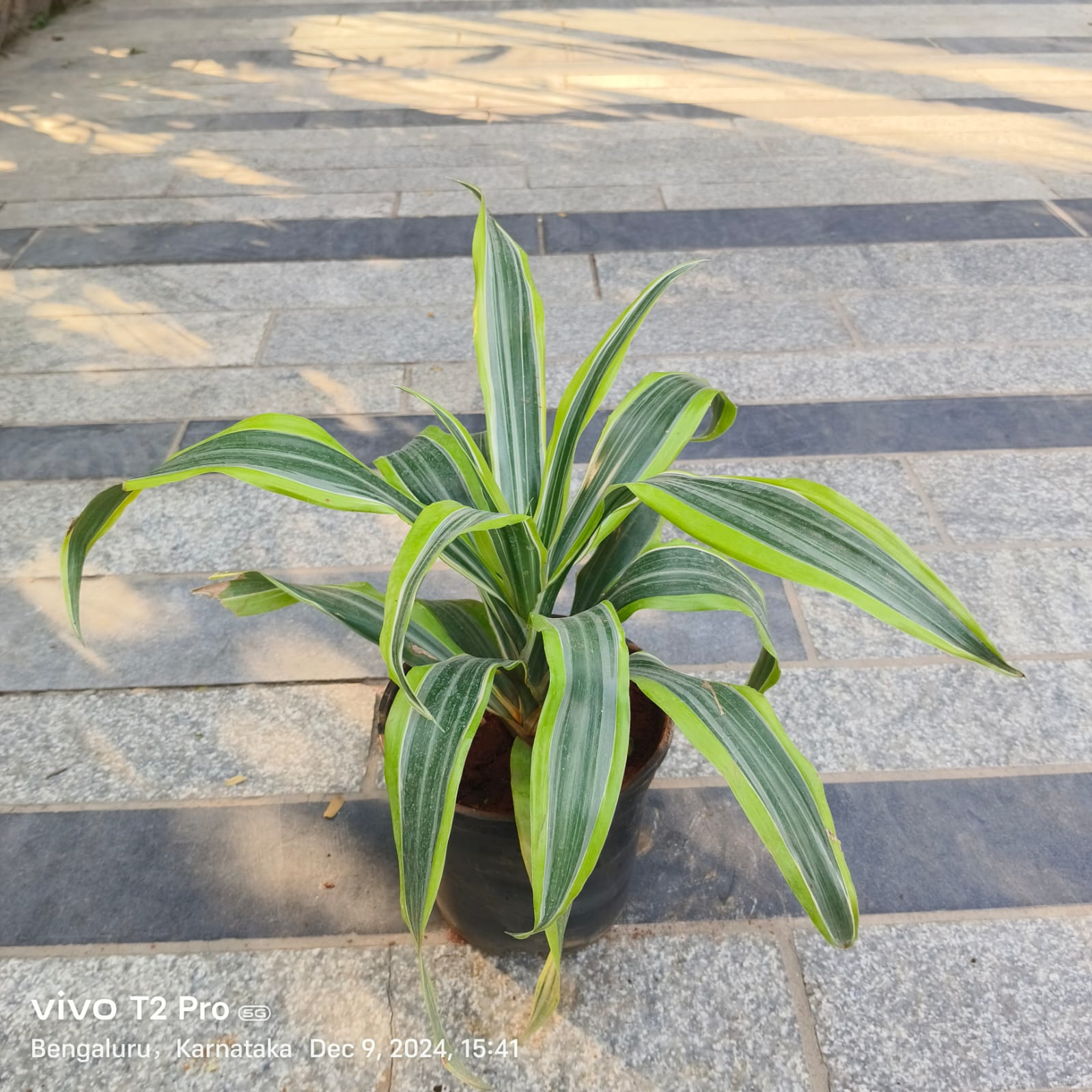 Dracaena Variegated in 5 Inch Nursery Pot
