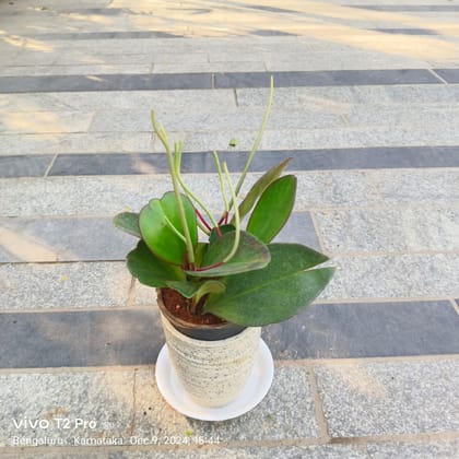 Buy Peperomia / Radiator Plant (Any Colour) in 5 Inch White Cup Designer Ceramic Pot With Tray Online | Urvann.com