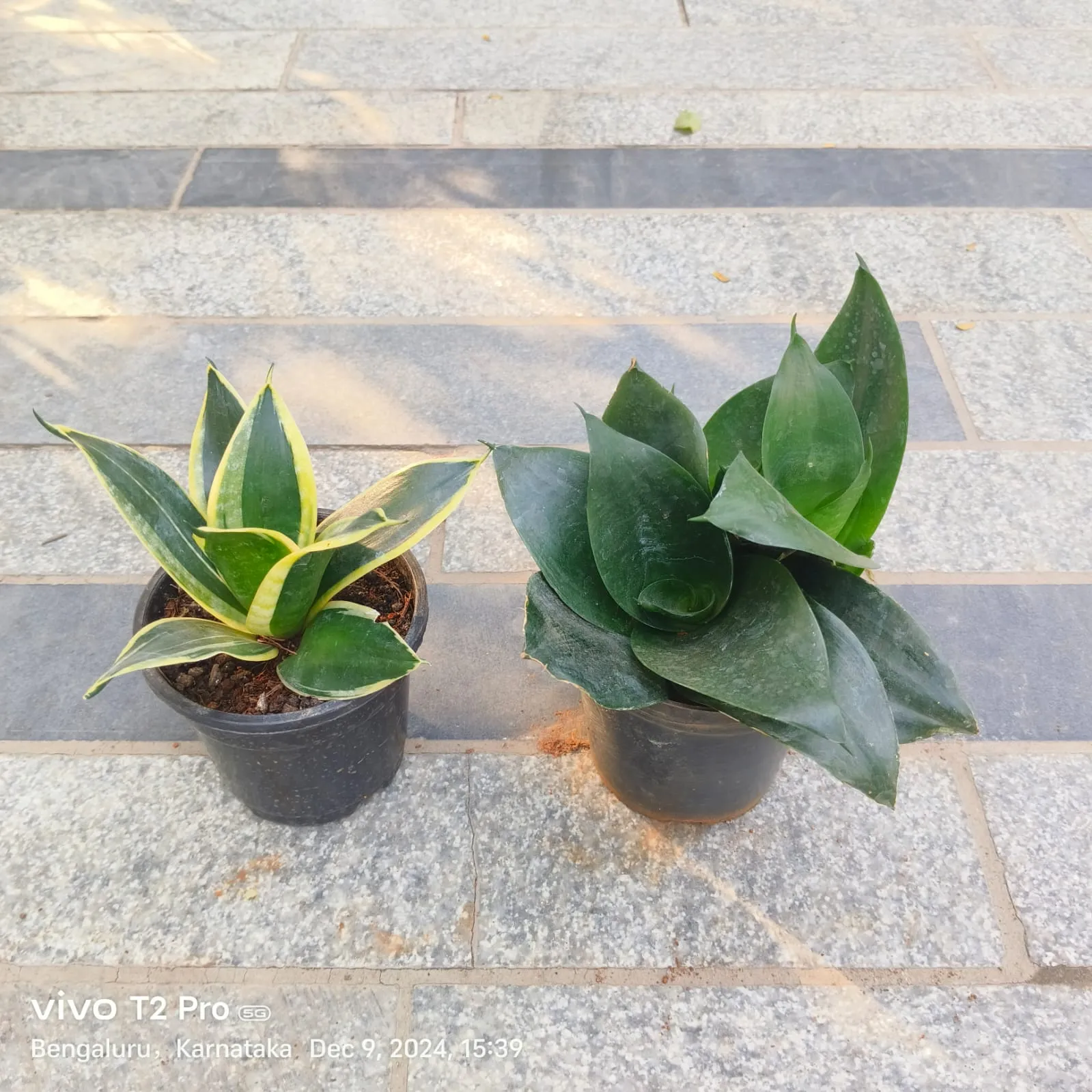 Set Of 2 - Snake Green & Yellow in 4 Inch Nursery Pot