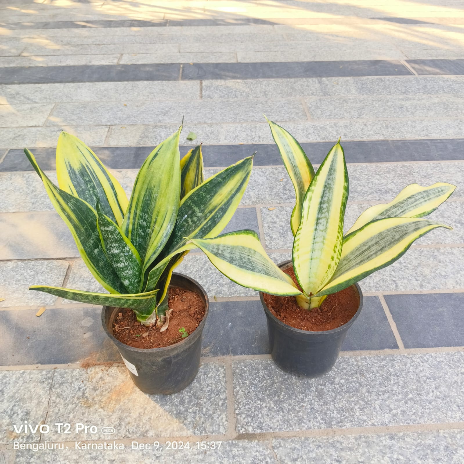 Set Of 2 - Snake Yellow & Variegated in 4 Inch Nursery Pot