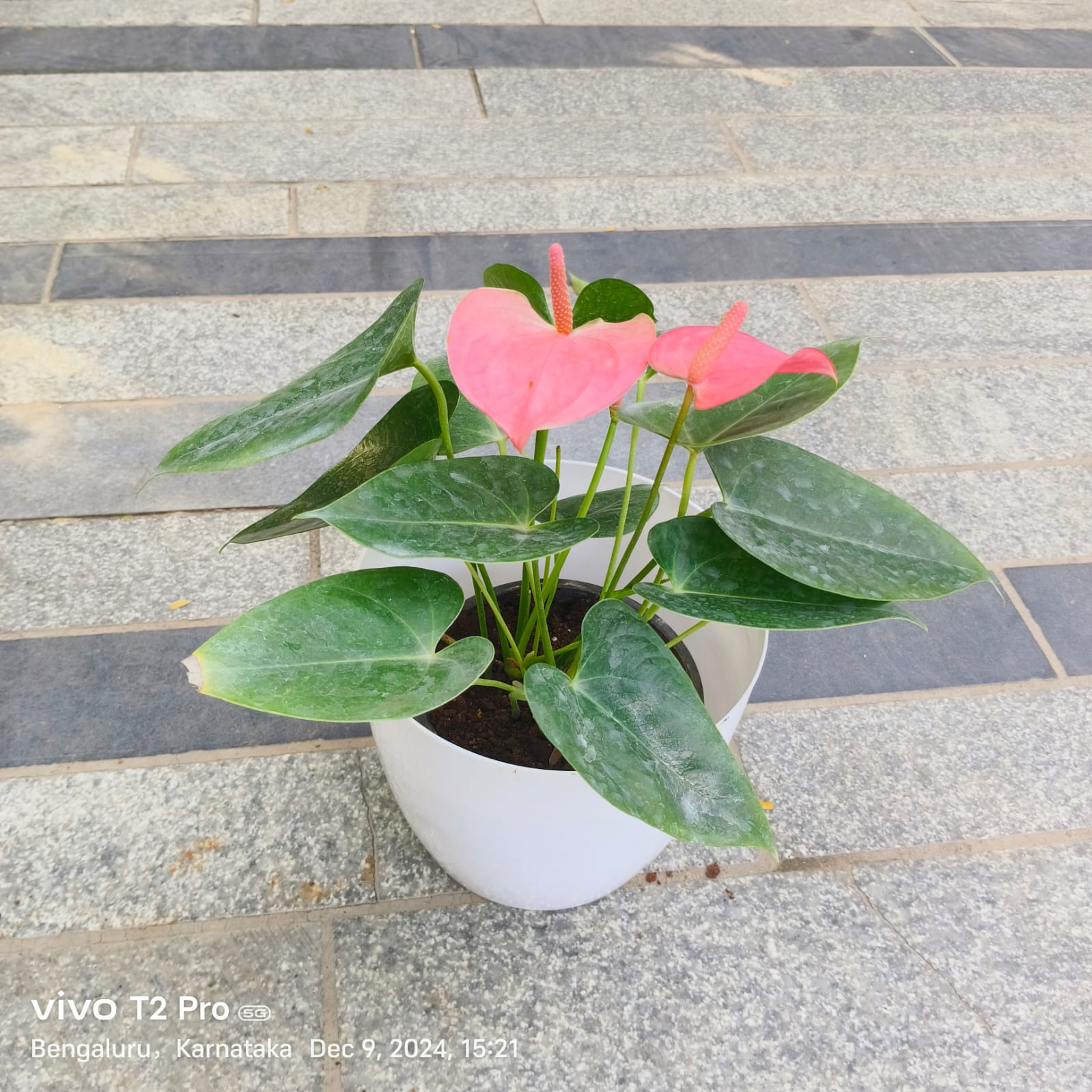 Anthurium Pink in 7 Inch Classy White Round Plastic Pot