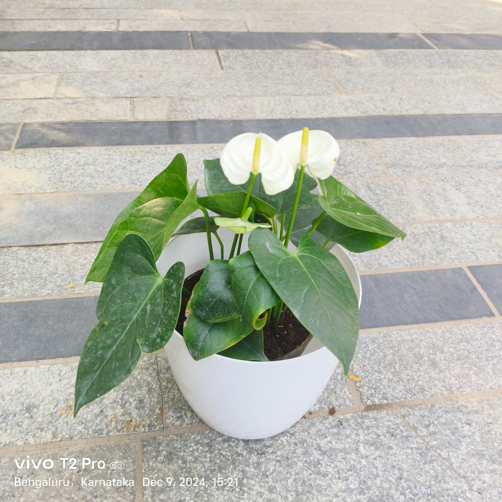 Anthurium White in 7 Inch Classy White Round Plastic Pot
