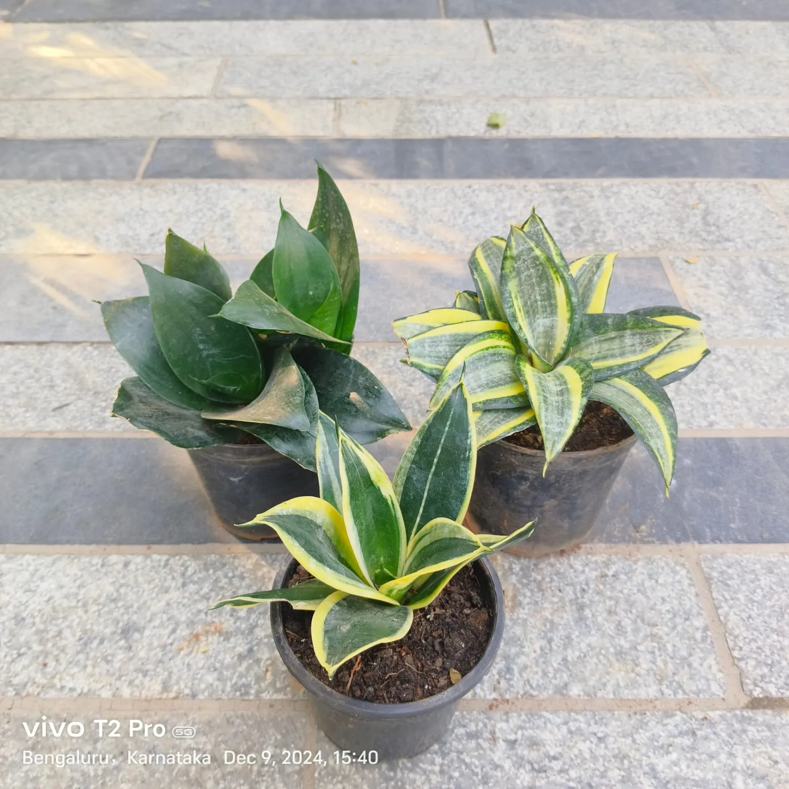 Set Of 3 - Snake Plant (Any Colour) in 4 Inch Nursery Pot