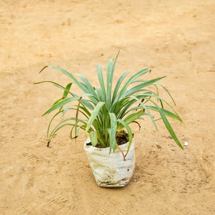 Buy Dracaena Green in 3 Inch Nursery Bag Online | Urvann.com