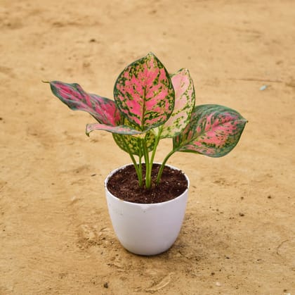 Buy Aglaonema Pink in 4 Inch White Premium Orchid Round Plastic Pot Online | Urvann.com