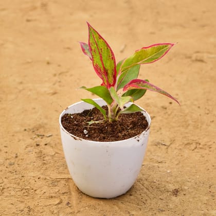 Buy Aglaonema Lipstick / Siam Aurora in 4 Inch White Premium Orchid Round Plastic Pot Online | Urvann.com