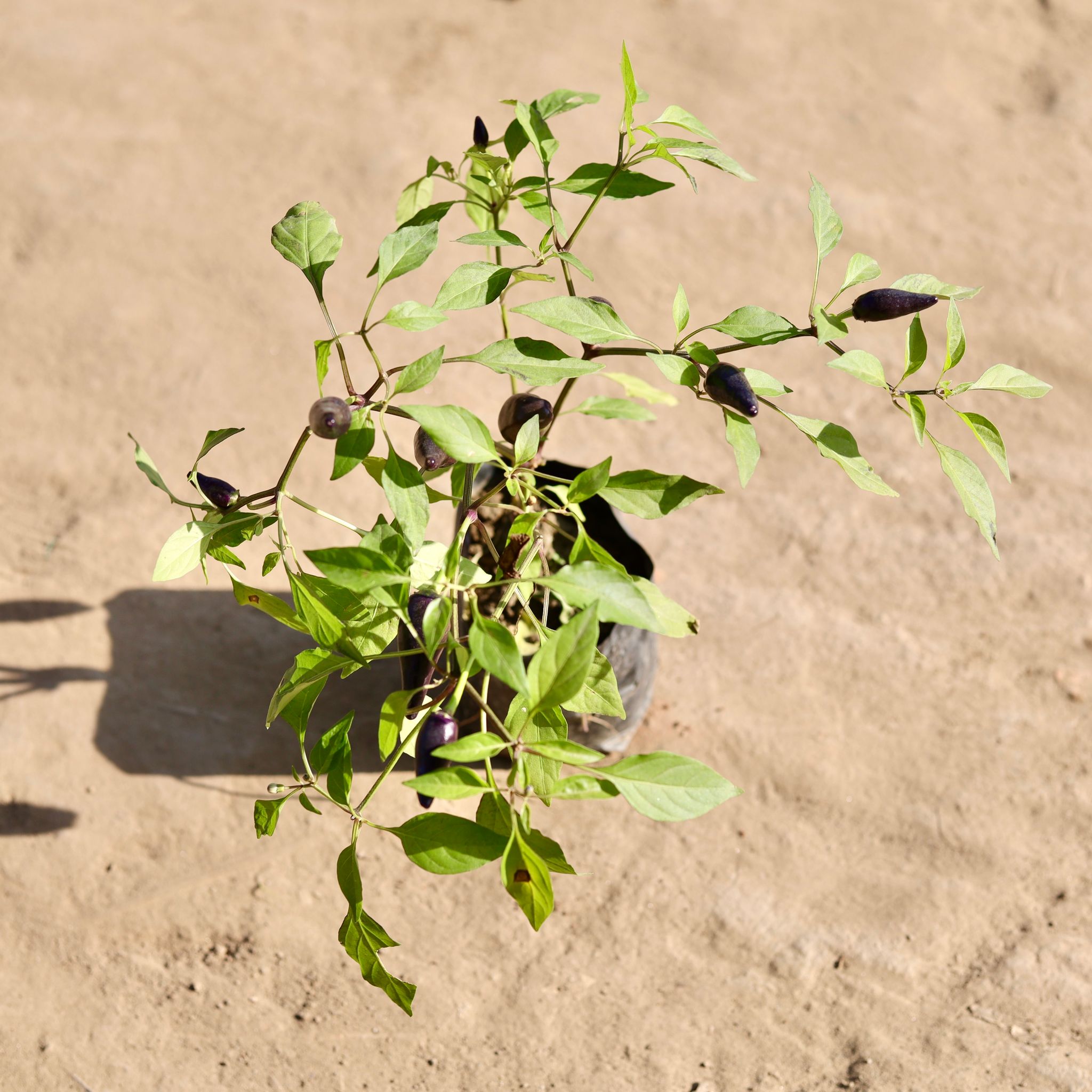 Mirchi / Chilli Black Plant in 4 Inch Nursery bag