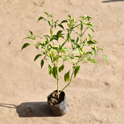 Mirchi / Chilli White Plant in 4 Inch Nursery bag