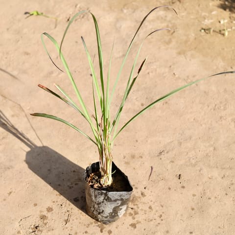 Lemon Grass in 4 Inch Nursery bag