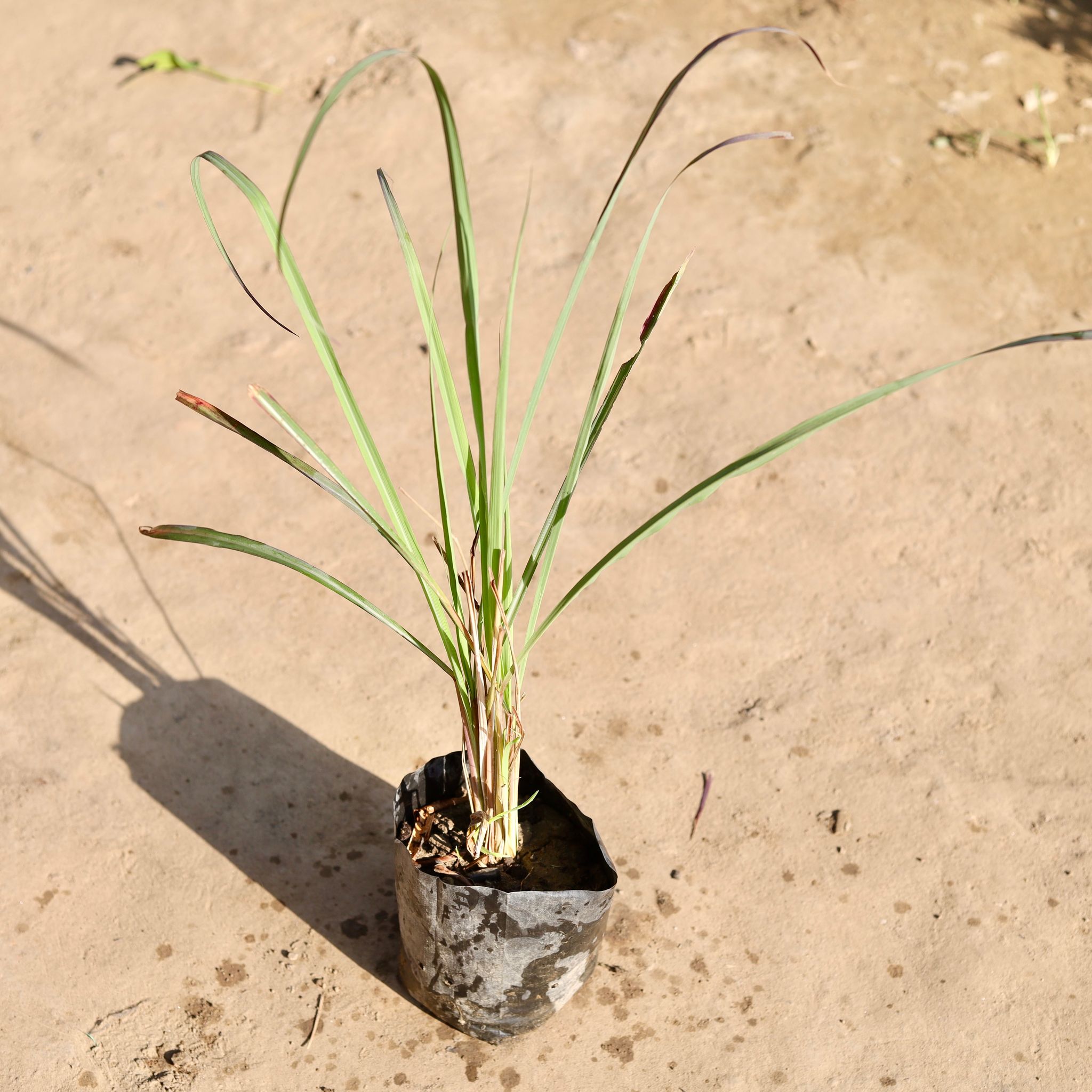 Lemon Grass in 4 Inch Nursery bag