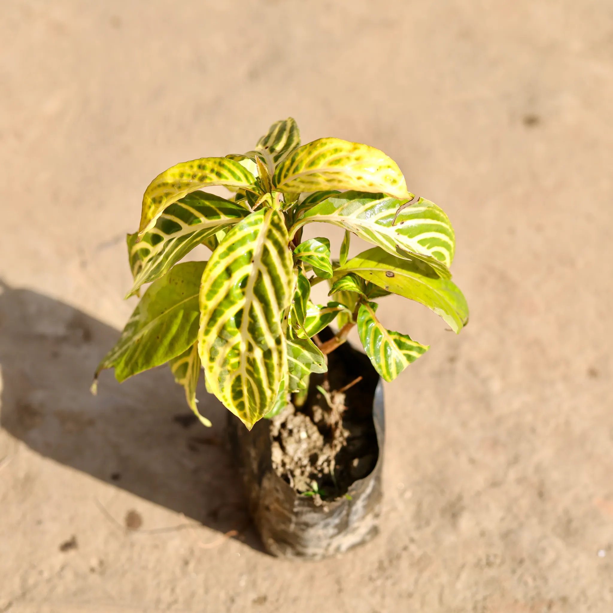 Sanchezia in 4 Inch Nursery bag