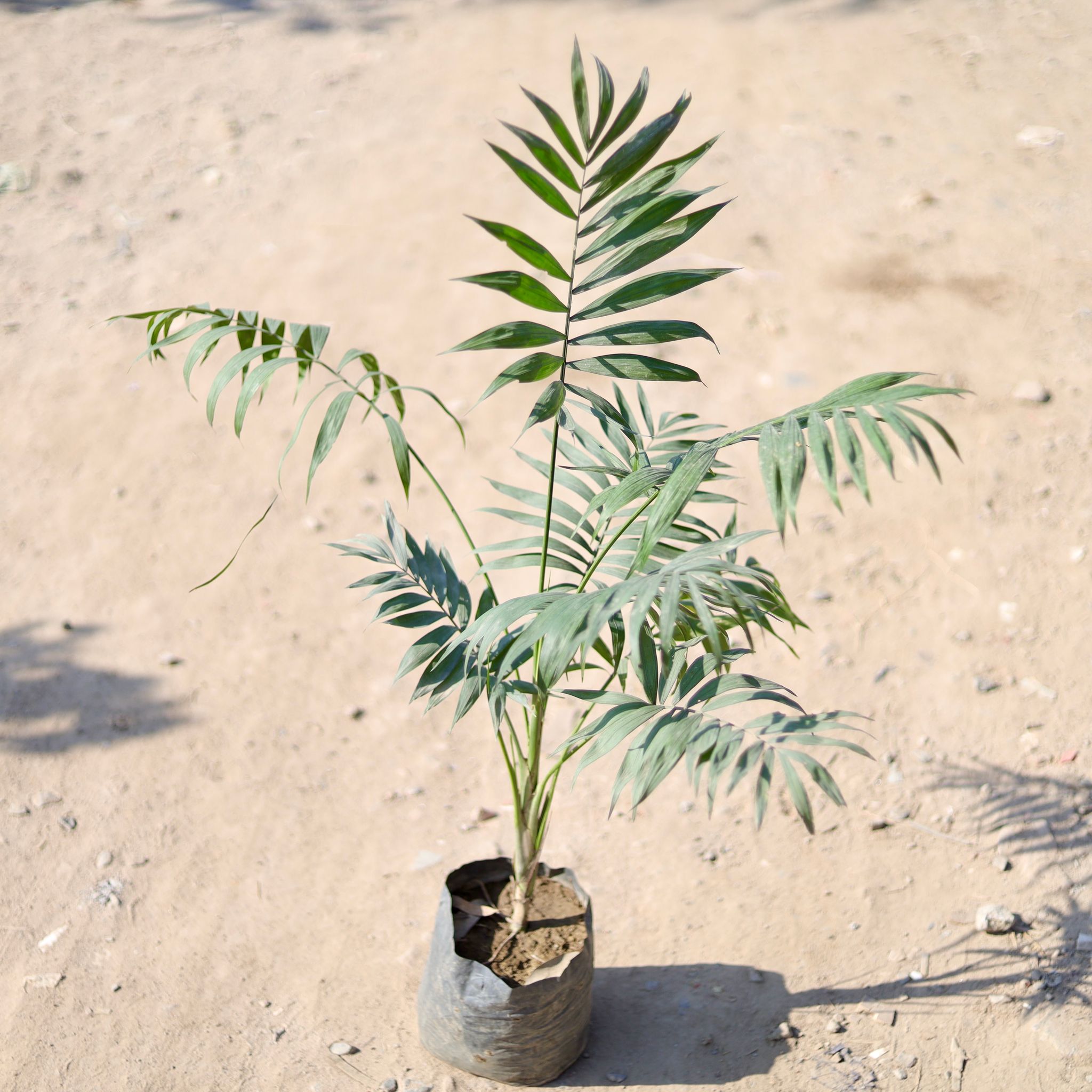 Chamaedorea Palm (~ 2 Ft) in 10 Inch Nursery Bag