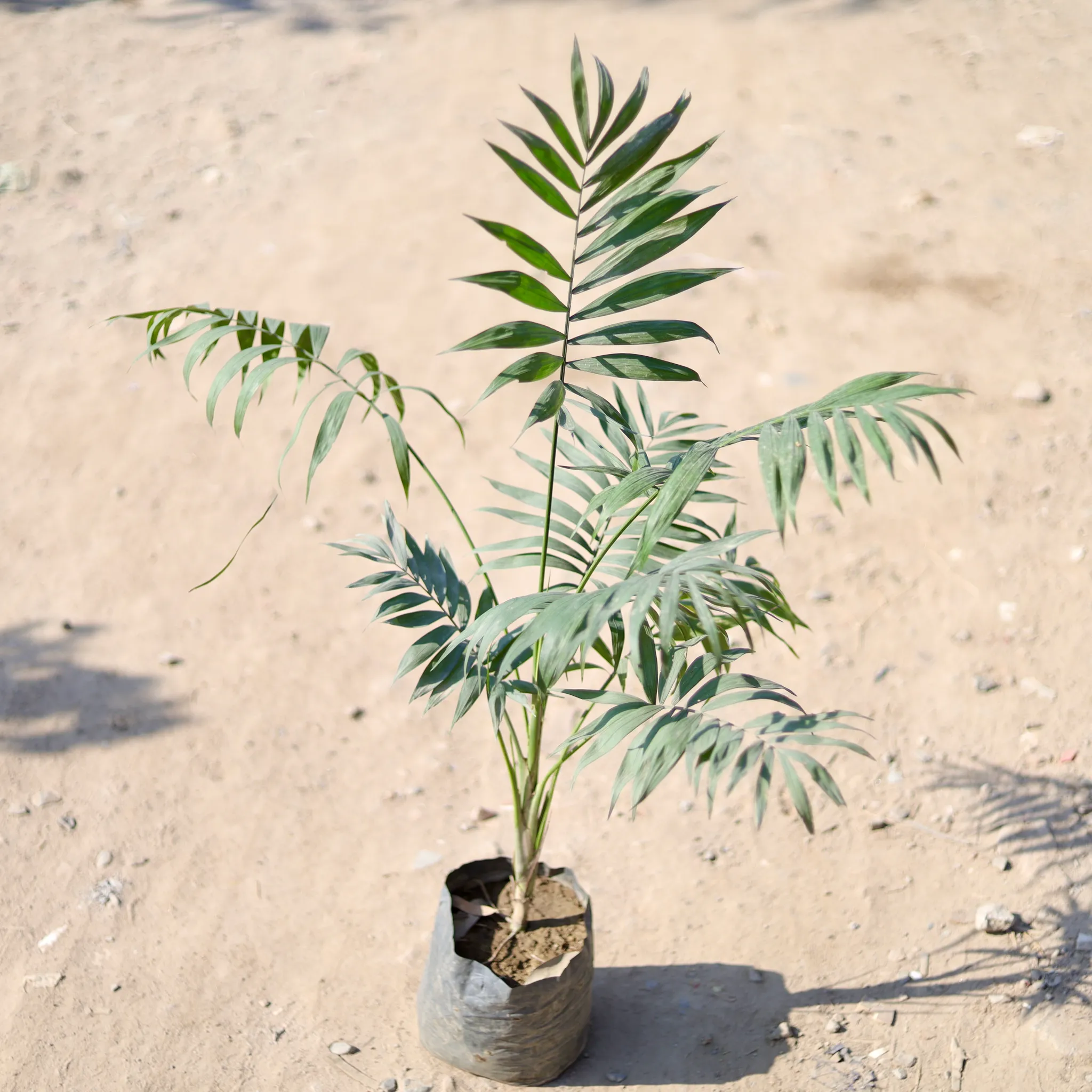 Chamaedorea Palm (~ 2 Ft) in 10 Inch Nursery Bag