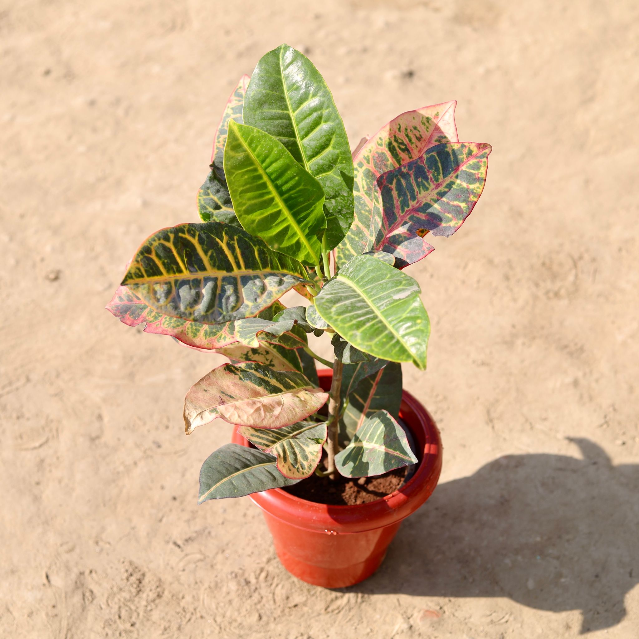 Croton Petra in 8 Inch Classy Red Plastic Pot
