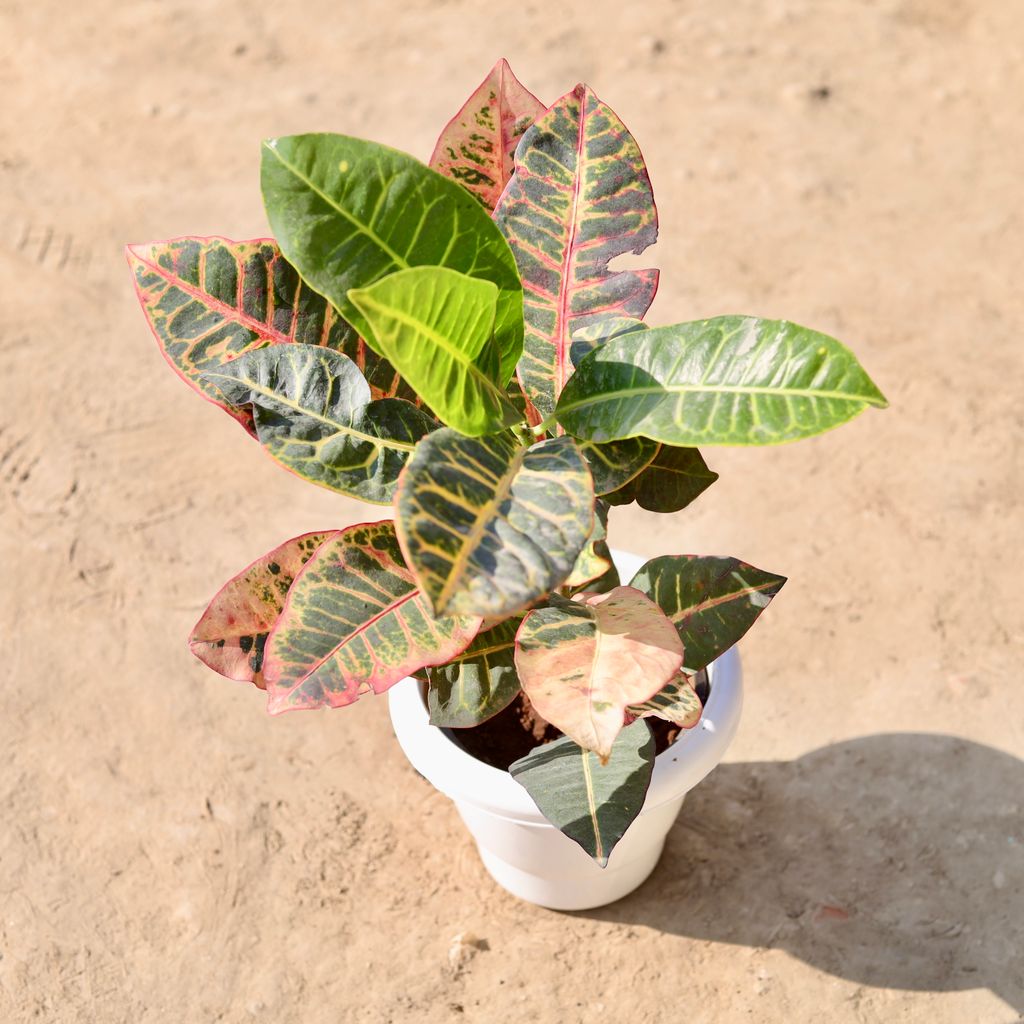 Buy Crotan Petra in 8 Inch Classy White Plastic Pot Online | Urvann.com Crotan Petra in 8 Inch Classy White Plastic Pot