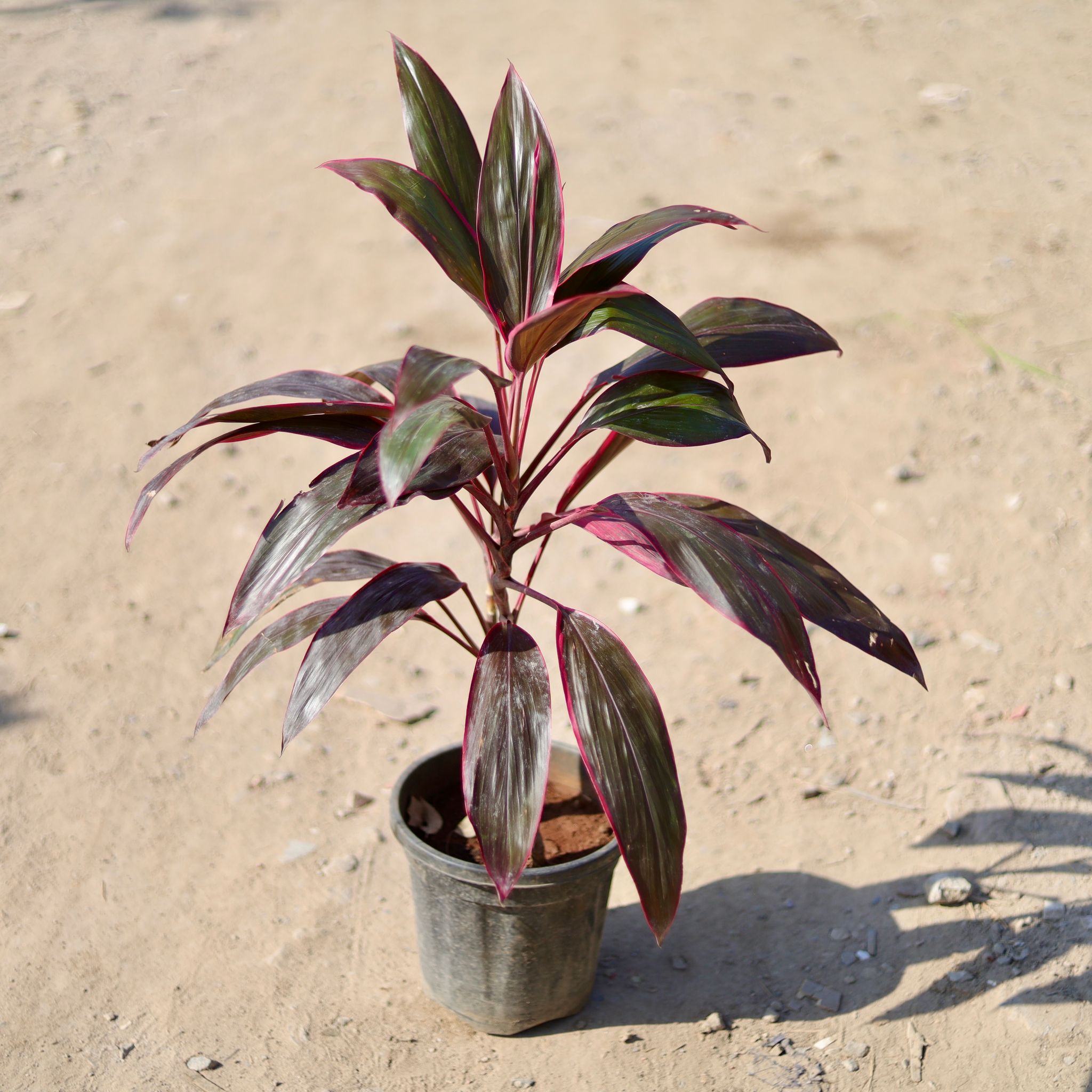 Dracaena Red in 8 Inch Nursery Pot