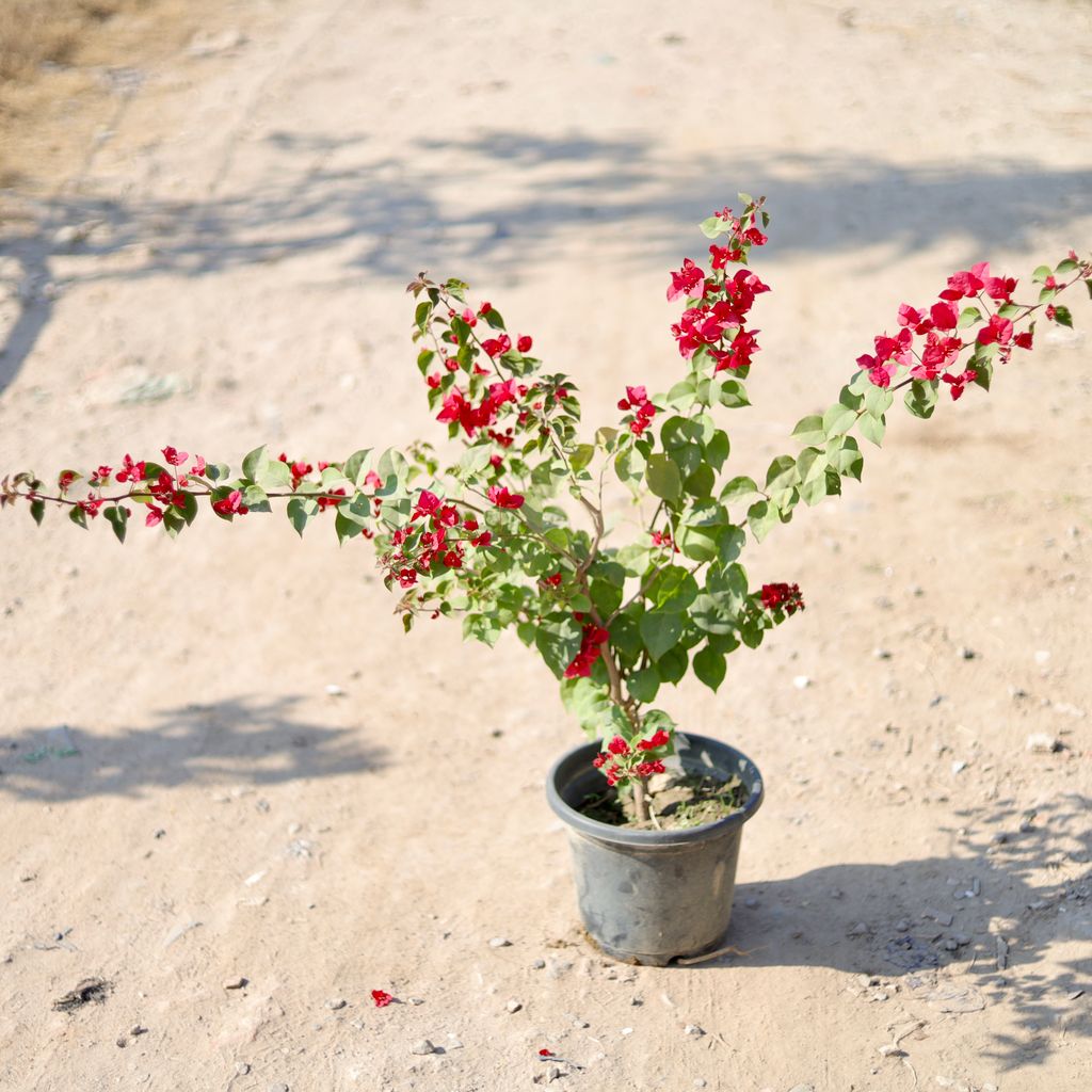 Buy Bougainvillea (Any Colour) (~ 2 Ft) in 10 Inch Nursery Pot Online | Urvann.com Bougainvillea (Any Colour) (~ 2 Ft) in 10 Inch Nursery Pot
