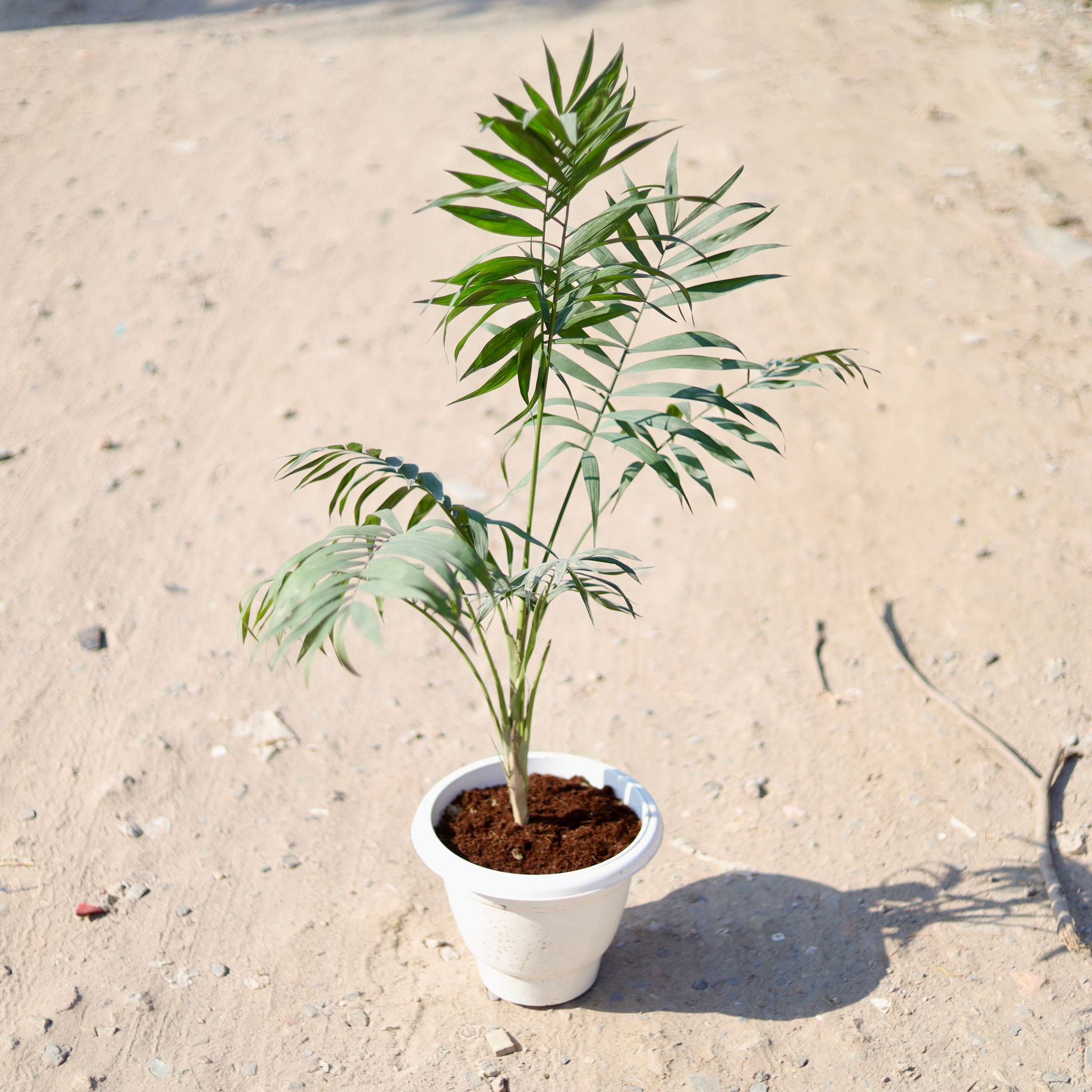 Chamaedorea Palm (~ 2 Ft) in 10 Inch Classy White Plastic Pot