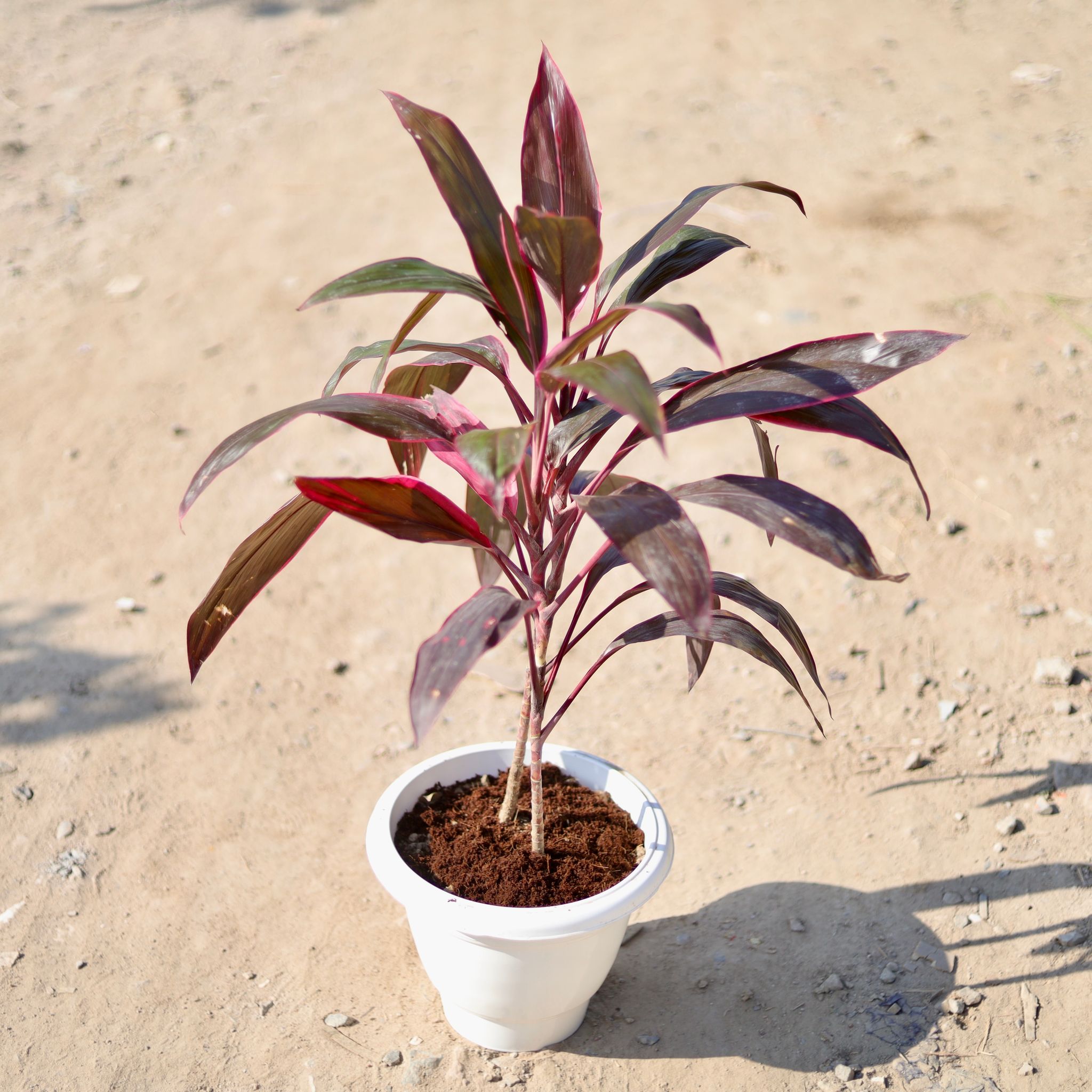 Dracaena Red in 10 Inch Classy White Plastic Pot