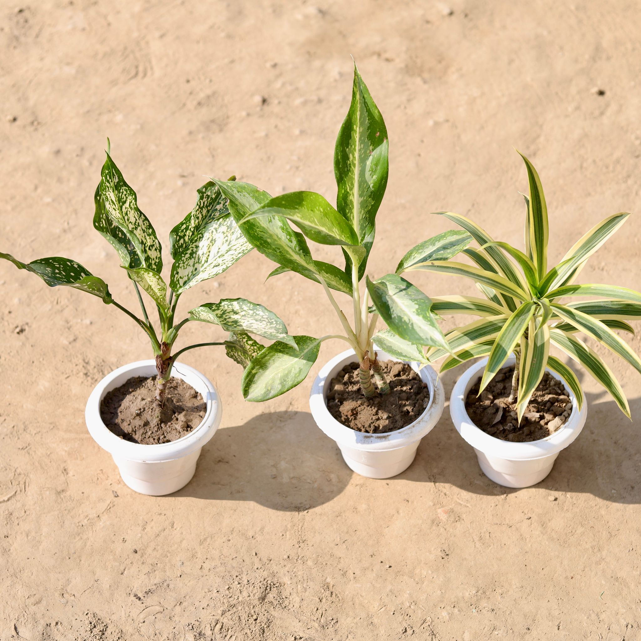 Set Of 3 - Aglaonema Snow White, Aglaonema White & Song Of India in 6 Inch Classy White Plastic Pot
