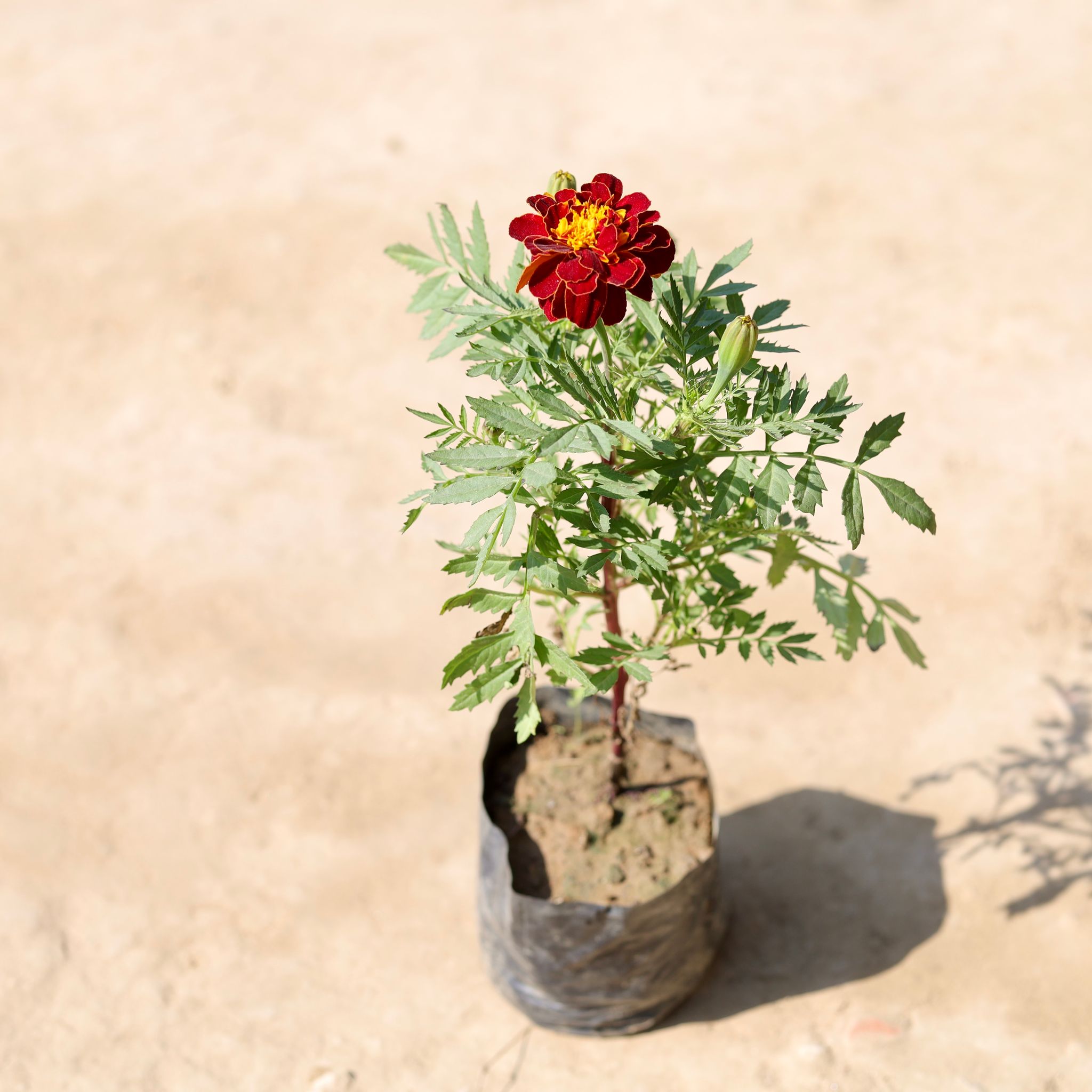 Marigold / Genda Jafri (Any Colour) in 4 Inch Nursery Bag