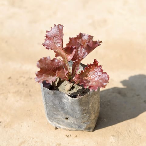 Lettuce Red in 4 Inch Nursery Bag