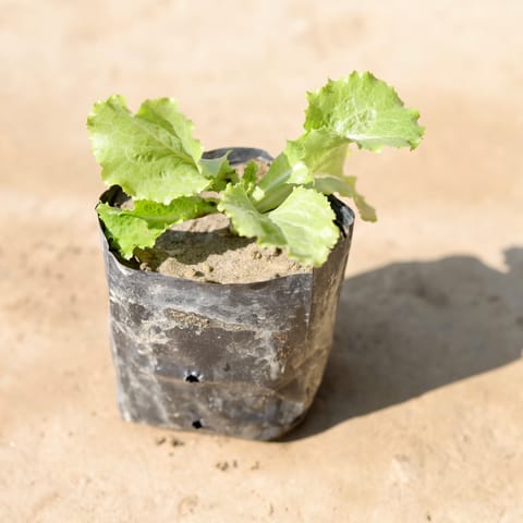 Lettuce Green in 4 Inch Nursery Bag