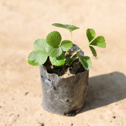 Buy Ranunculus / Buttercup (Any Colour) in 4 Inch Nursery Bag Online | Urvann.com