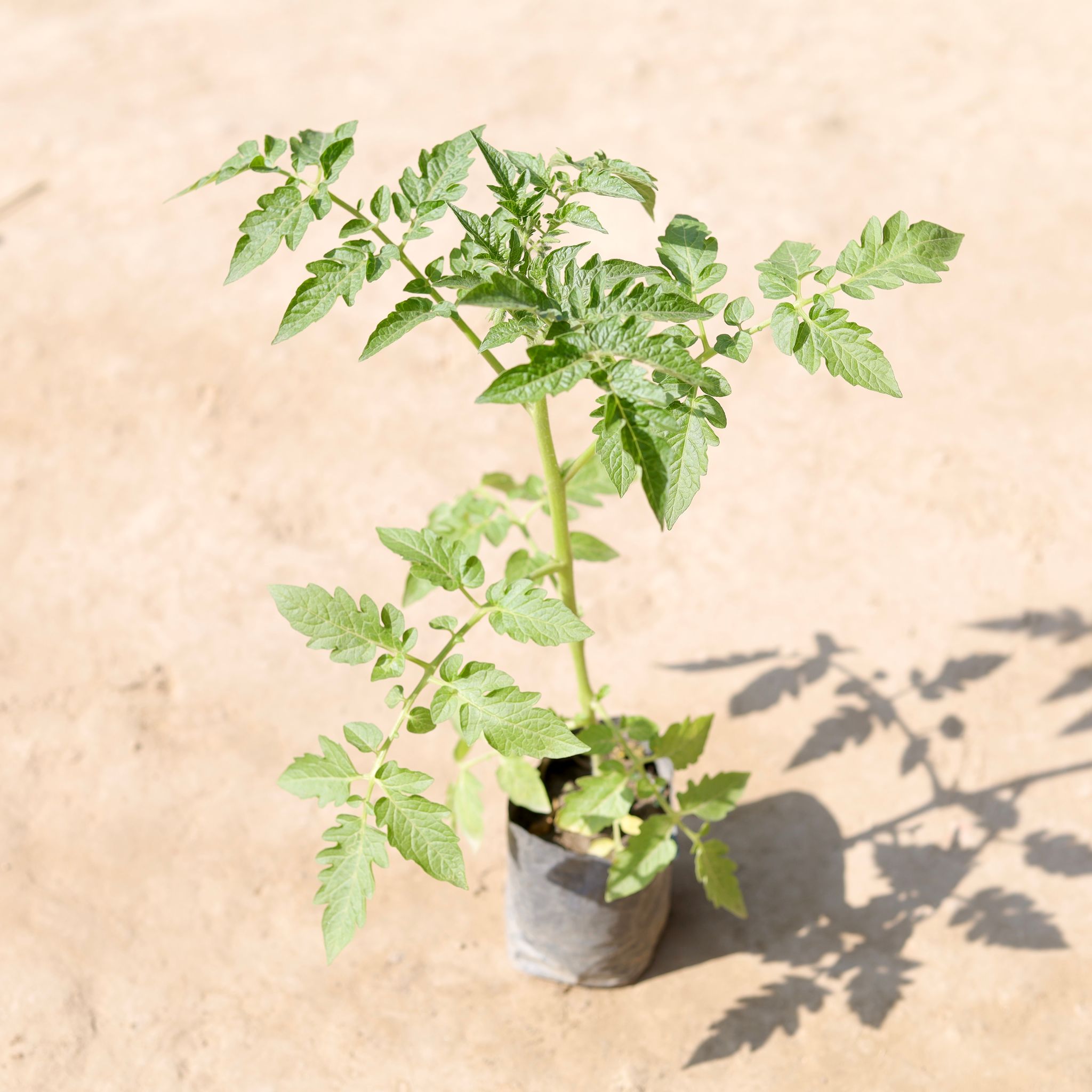 Tomato Plant in 4 Inch Nursery Bag