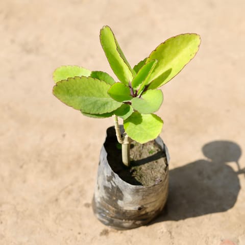 Patharchatta / Kalanchoe Pinnata in 4 Inch Nursery Bag