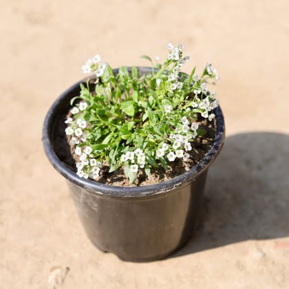 Buy Alyssum (Any Colour) in 6 Inch Nursery Pot Online | Urvann.com