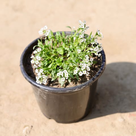 Alyssum (Any Colour) in 6 Inch Nursery Pot