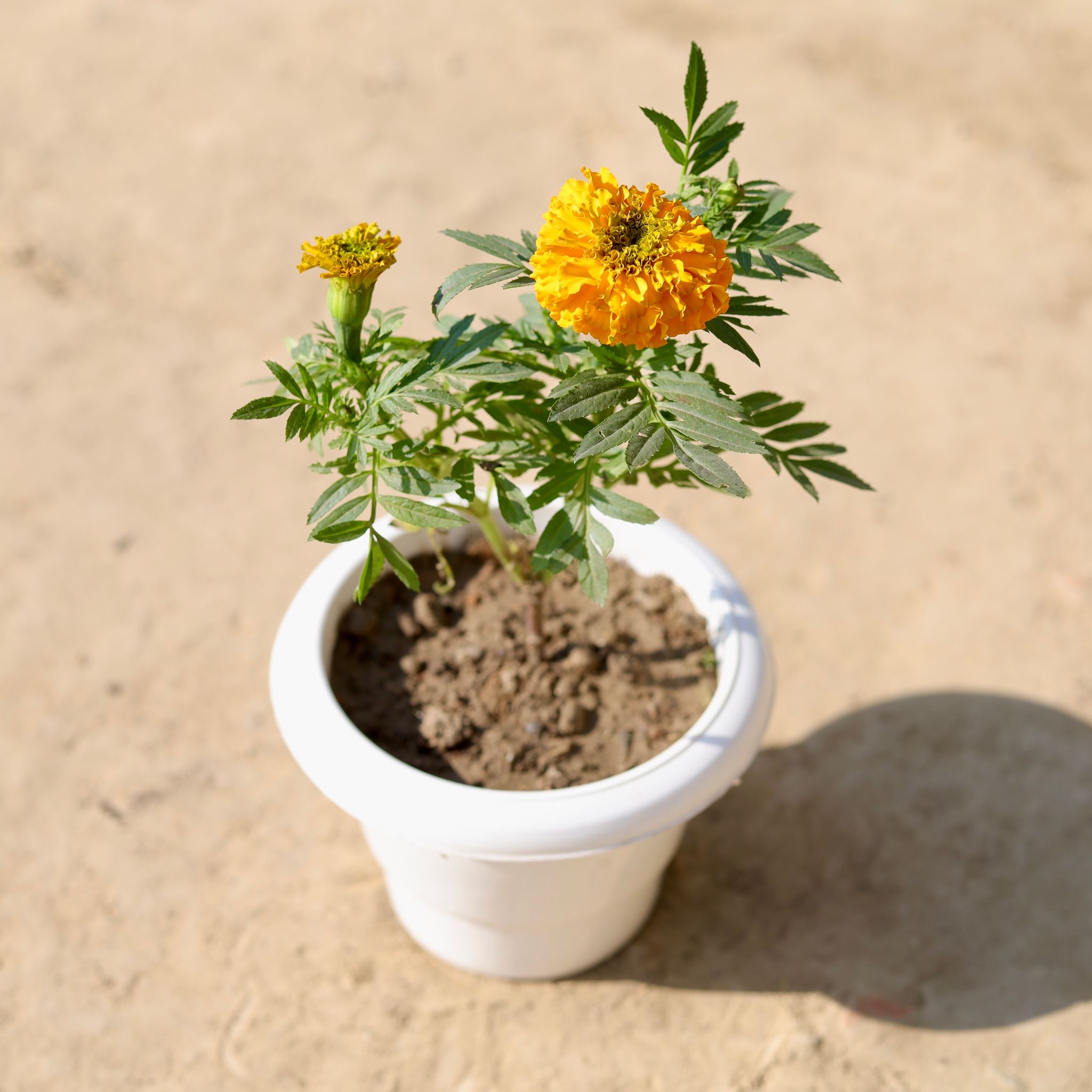 Marigold / Genda (Any Colour) in 6 Inch Classy White Plastic Pot