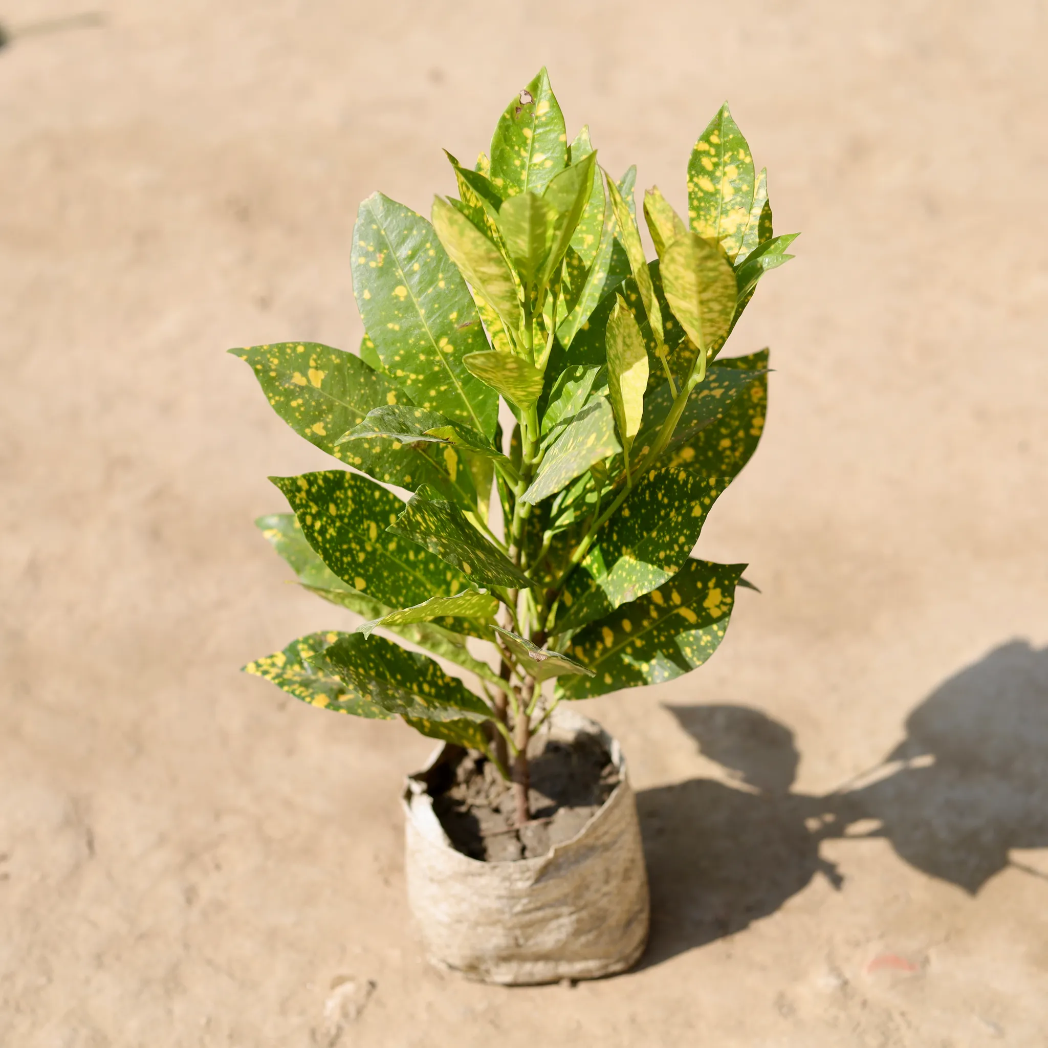 Baby Croton in 4 Inch Nursery Bag