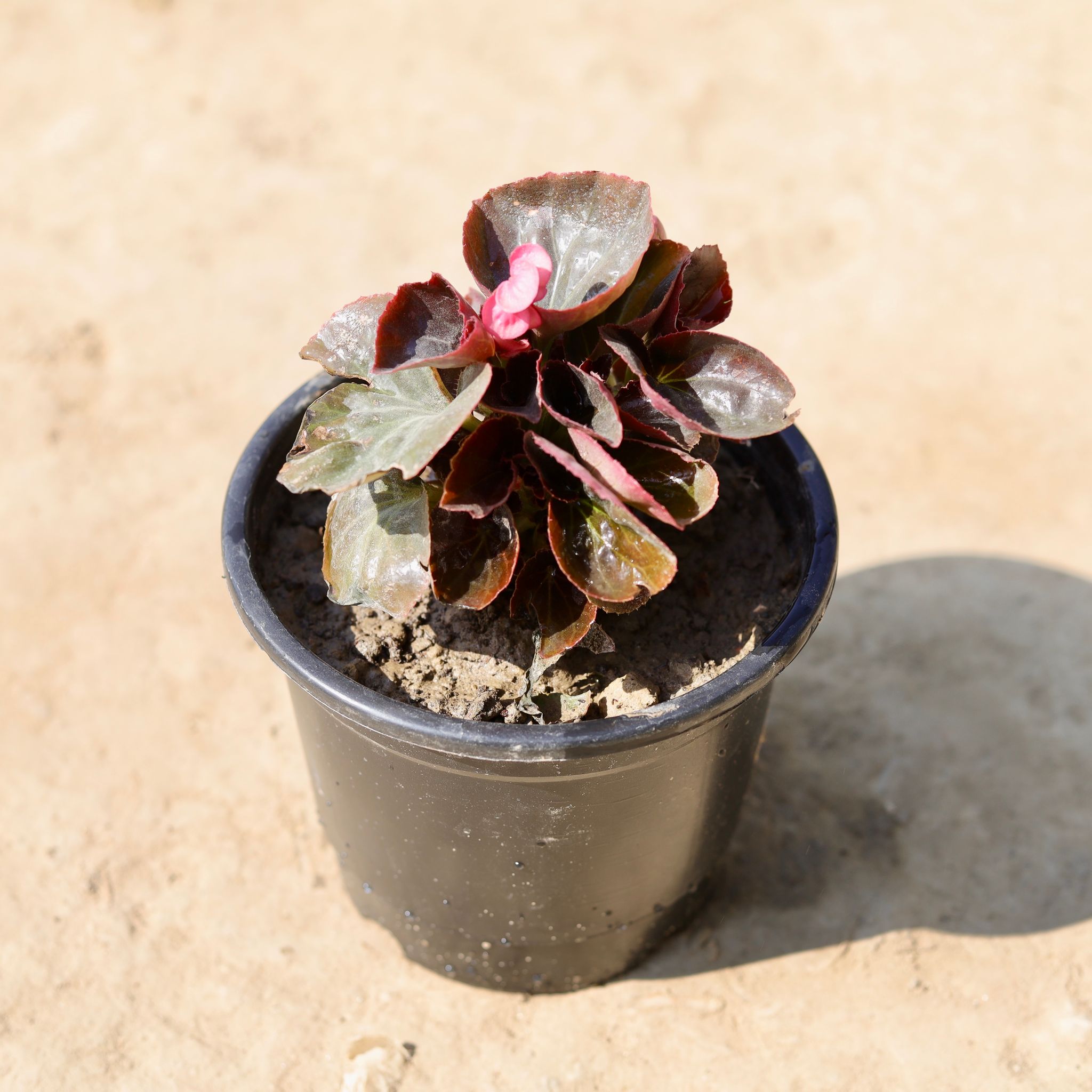 Begonia (Any Colour) in 6 Inch Nursery Pot
