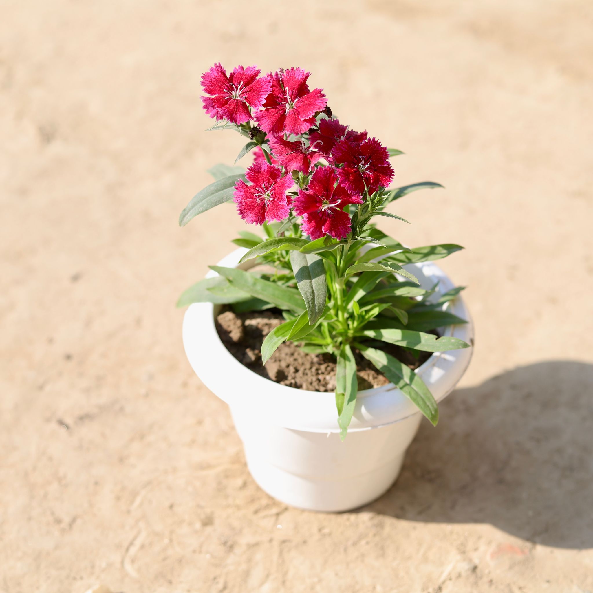 Dianthus (Any Colour) in 6 Inch Classy White Plastic Pot
