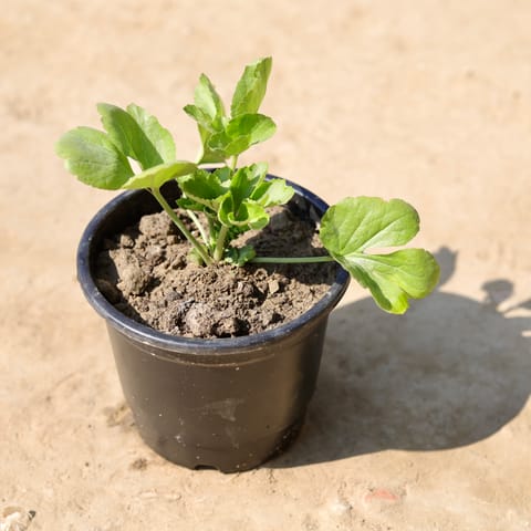 Ranunculus / Buttercup (Any Colour) in 6 Inch Nursery Pot