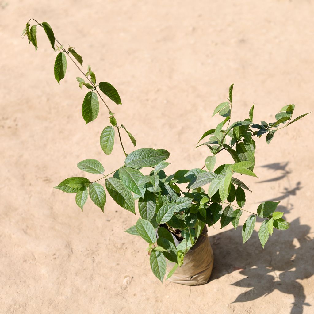 Buy Madhumalti Bel / Rangoon Creeper Dwarf in 6 Inch Nursery Bag Online | Urvann.com Madhumalti Bel / Rangoon Creeper Dwarf in 6 Inch Nursery Bag