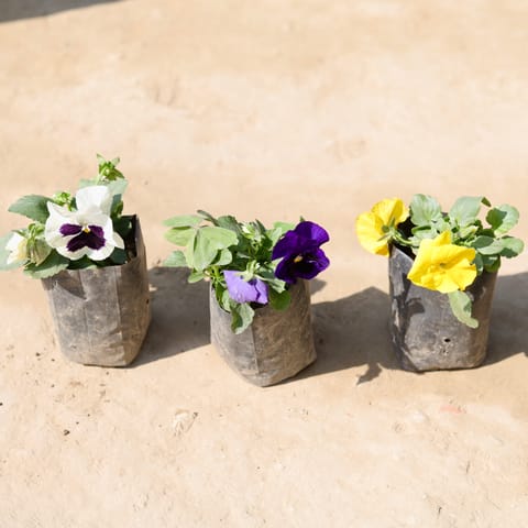 Set Of 3 - Pansy (Any Colour) in 4 Inch Nursery Bag