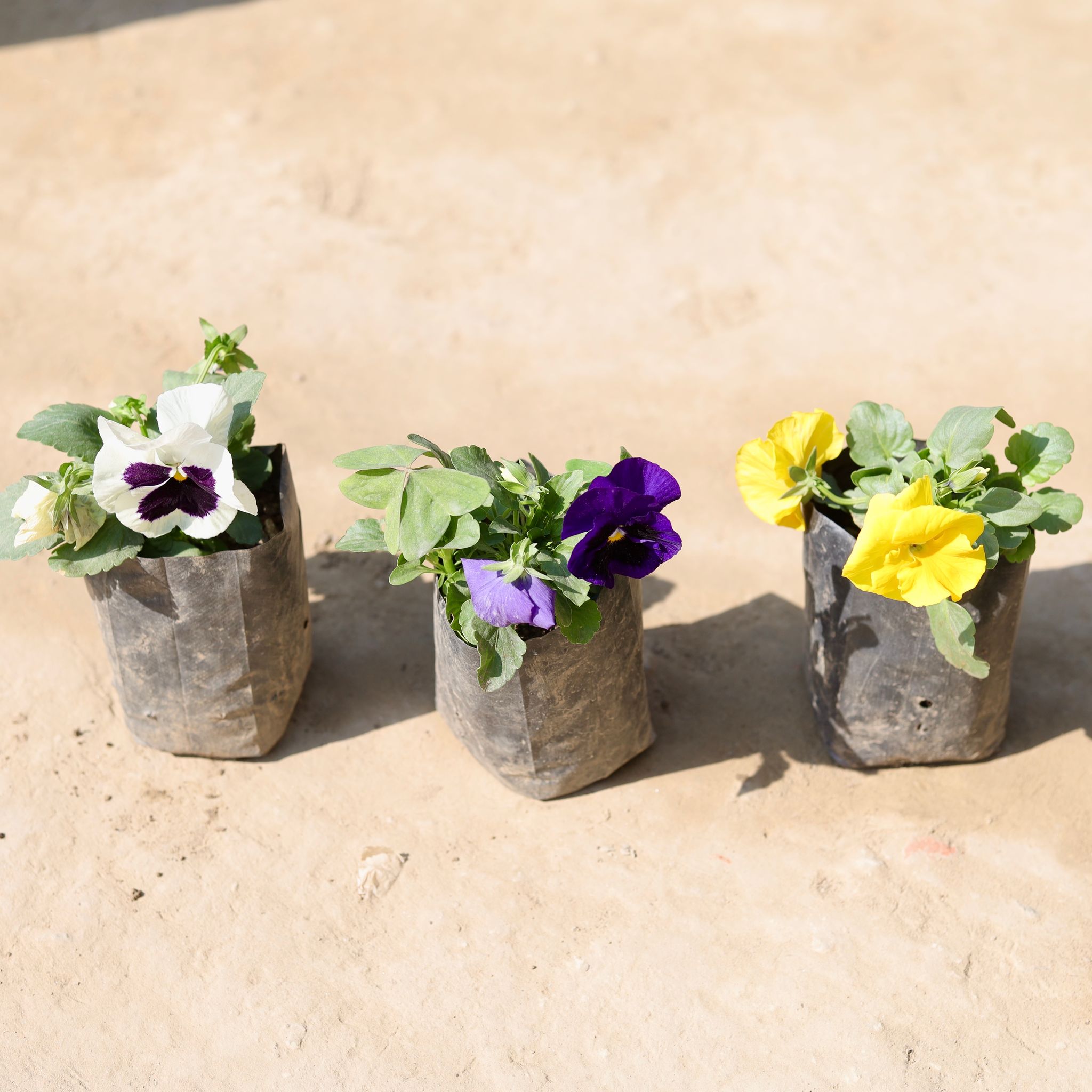 Set Of 3 - Pansy (Any Colour) in 4 Inch Nursery Bag